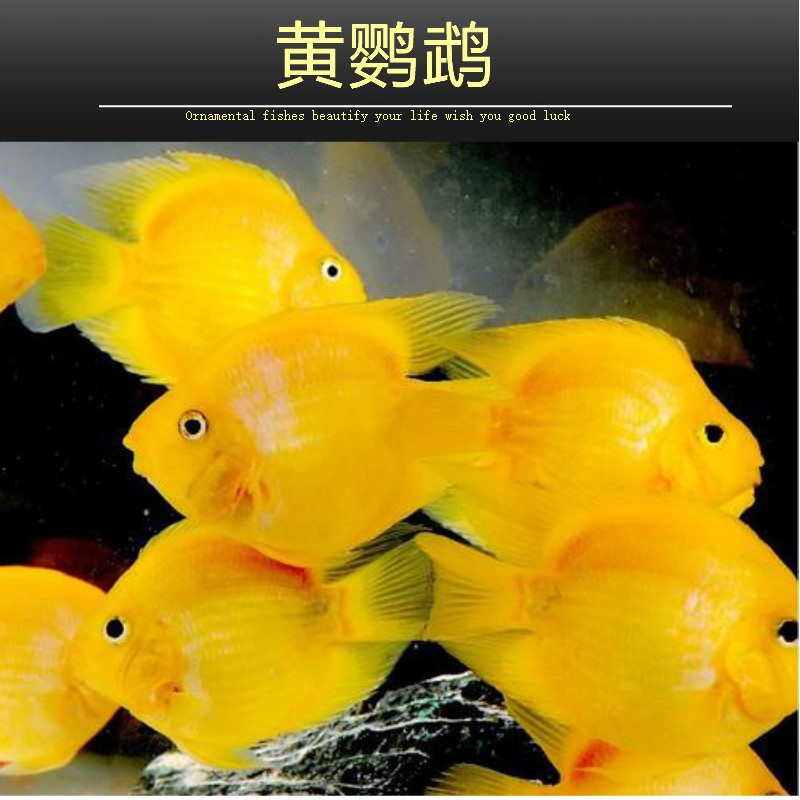 乐淘逸宠黄鹦鹉鱼活体大型热带观赏鱼血红鹦鹉鱼黄金元宝发财鱼 7-8cm