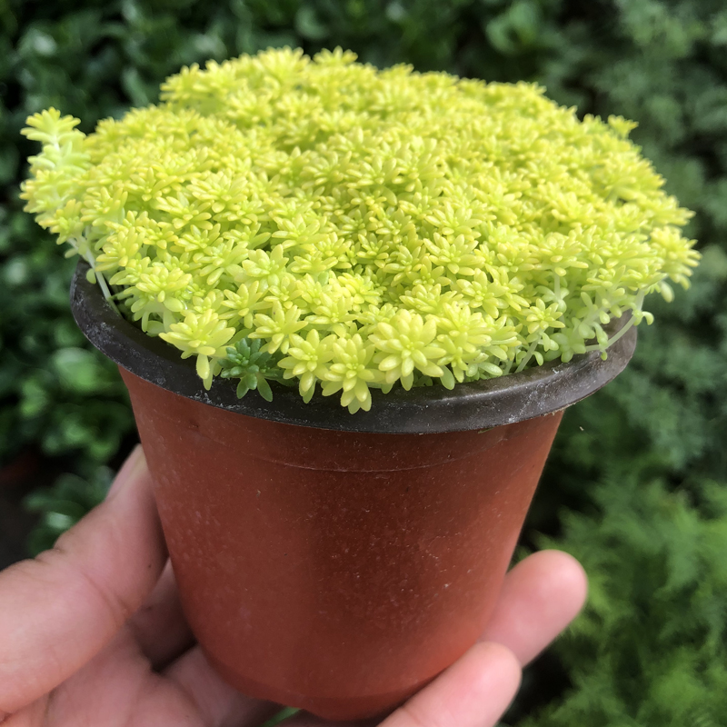 草多肉植物盆栽薄雪新款办公室阳台植物花卉护盆草 黄金草:2盆 不含盆
