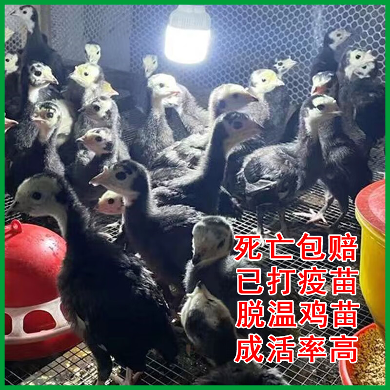 纯种青铜火鸡苗半大脱温正宗大种尼古拉 一斤左右火鸡4只【公母备注】