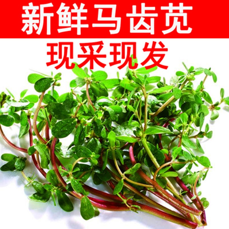 马齿苋新鲜马齿苋野菜 马笕菜蚂蚱菜长寿菜马蜂菜 1500g