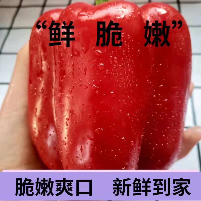 古寨山山东潍坊三色彩椒 七彩椒 青甜椒 柿子椒 新鲜蔬菜 3斤装