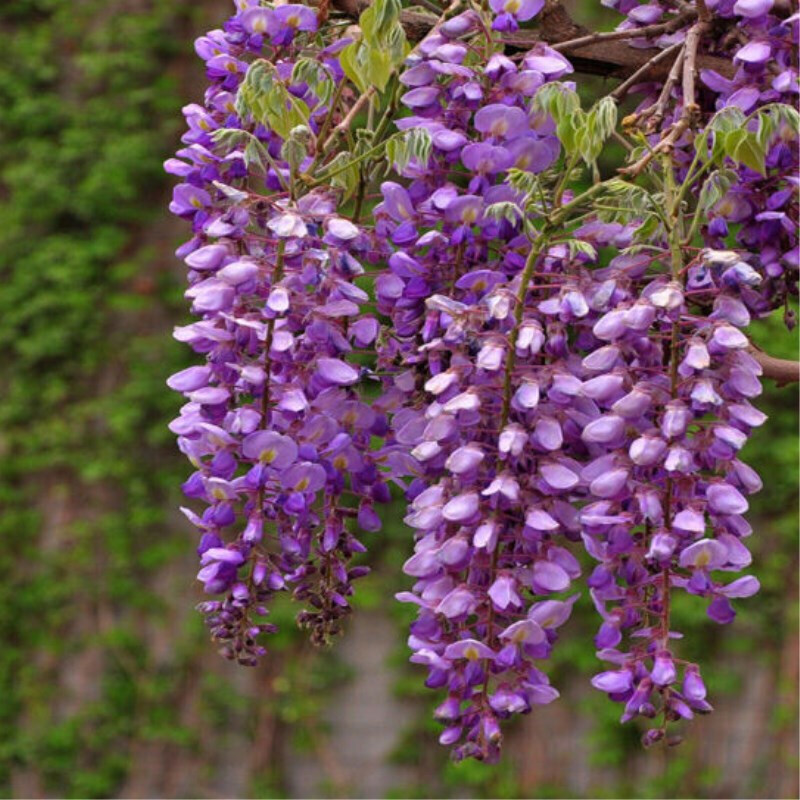 紫藤树苗多花紫藤花苗 紫颜色紫藤攀援植物庭院别墅攀爬植物 南京藤 2