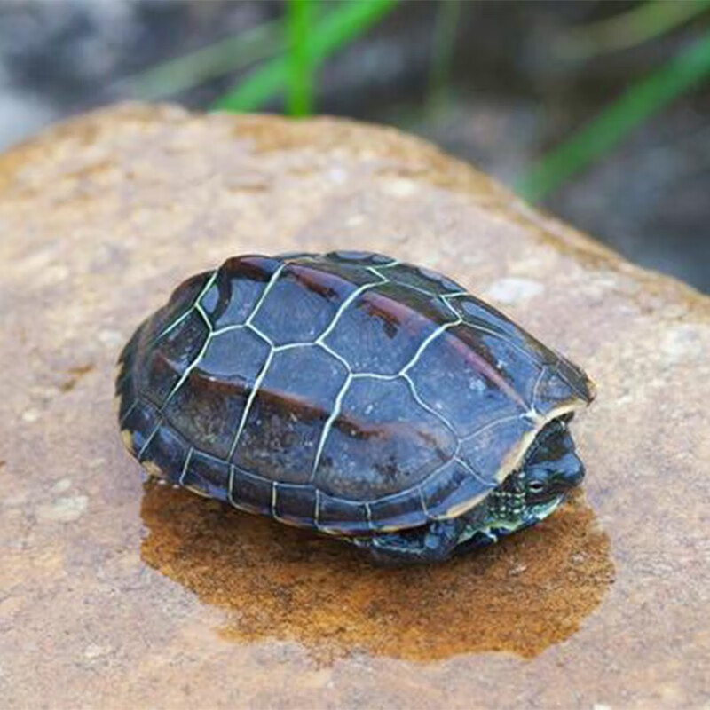 ai)中华草龟活物外塘大小乌龟活体长寿金线龟宠物巴西水龟龟蛋墨龟苗