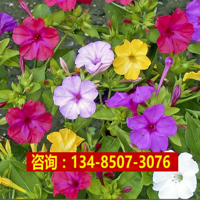 紫茉莉种子混色 花胭脂花种子绿化阳台庭院种植草本花卉野花组合种子