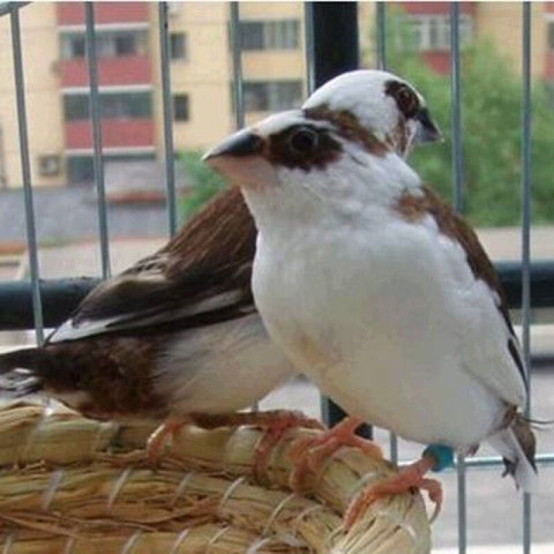 铭心【店铺推荐】工匠时光保姆鸟活体鸟宠物鸟观赏鸟小型鸟养殖鸟幼鸟