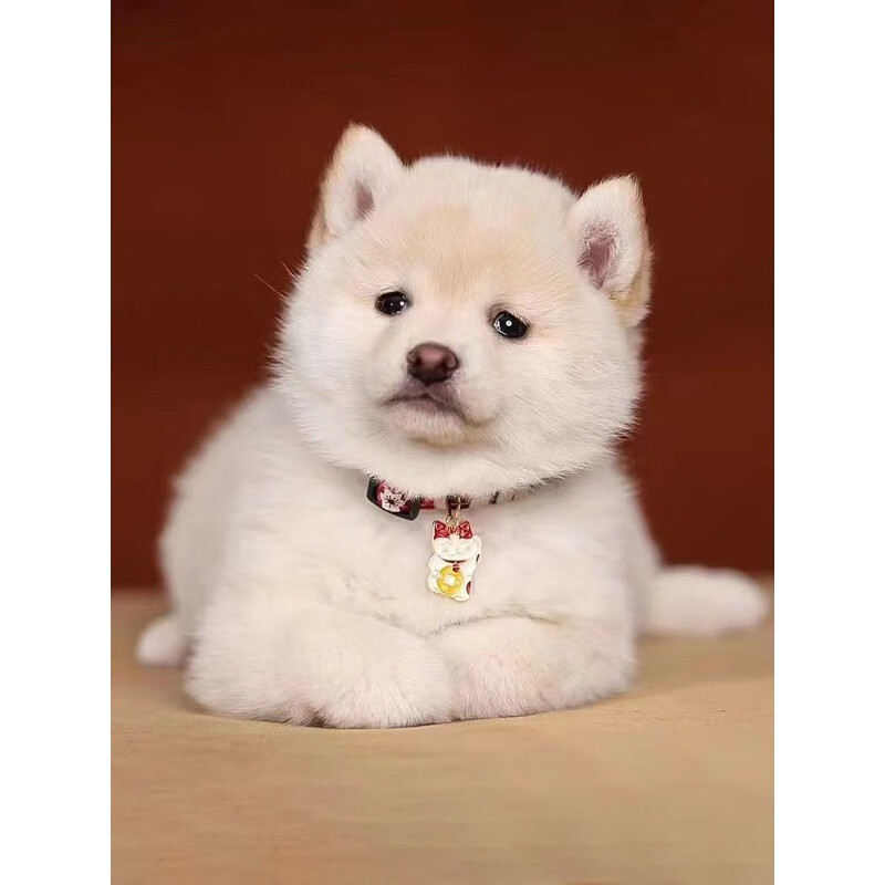 啊噗狗纯种白柴犬幼犬豆柴犬网红日本柴犬活体宠物狗狗北京犬舍双血统