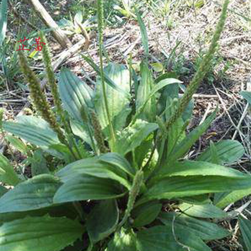 车前草种籽材孑子猪耳朵野菠菜四季播阳台盆栽纯新无杂质菜籽 车前草