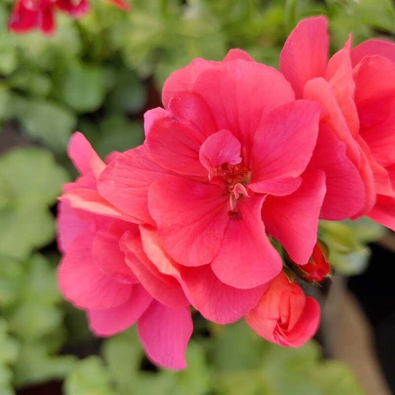 zkhe重瓣 垂吊 天竺葵 夏日玫瑰勤花四季开花夏日红玫瑰小苗盆栽 花苗