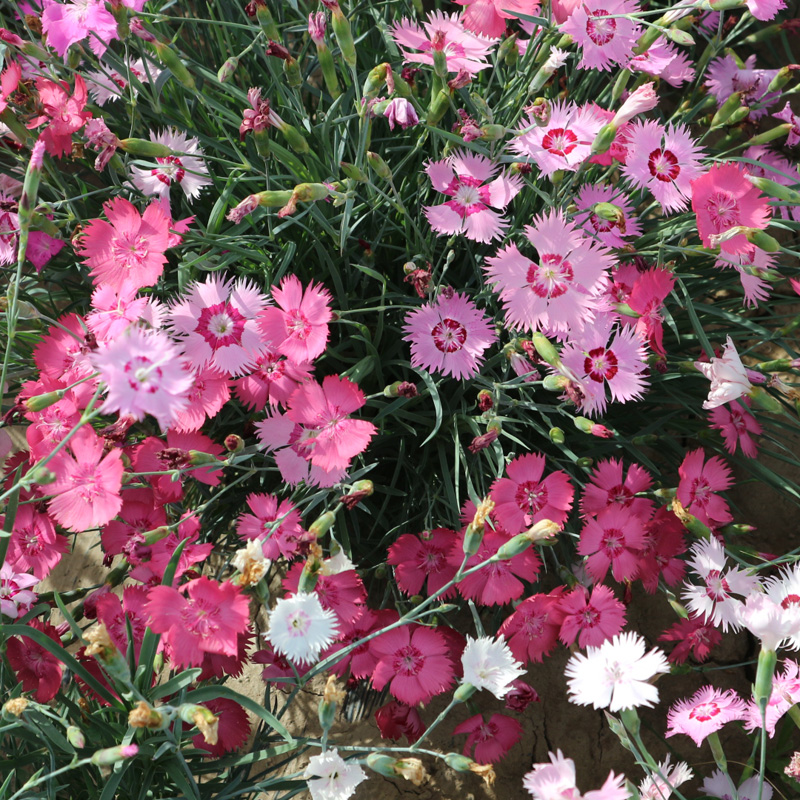 石竹花种子多年生耐寒秋播花卉四季种易活地被石竹花 常夏石竹 50克