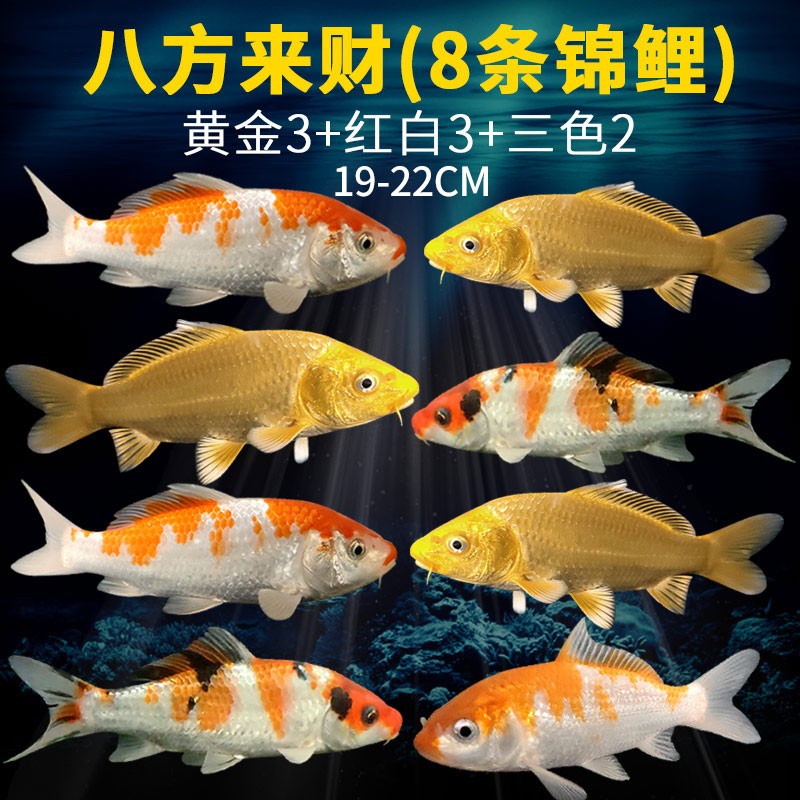 华狄锦鲤活鱼观赏鱼活体锦鲤鱼淡水冷水好养风水招财鱼大型小鱼苗金鱼