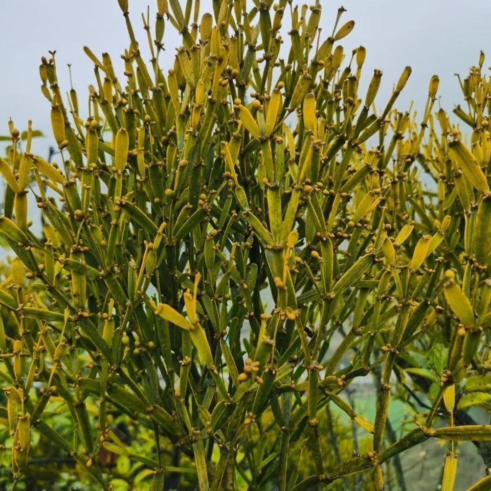 螃蟹脚古树寄生扁枝槲寄生自然晾晒手工切原生态100克 晒干100克