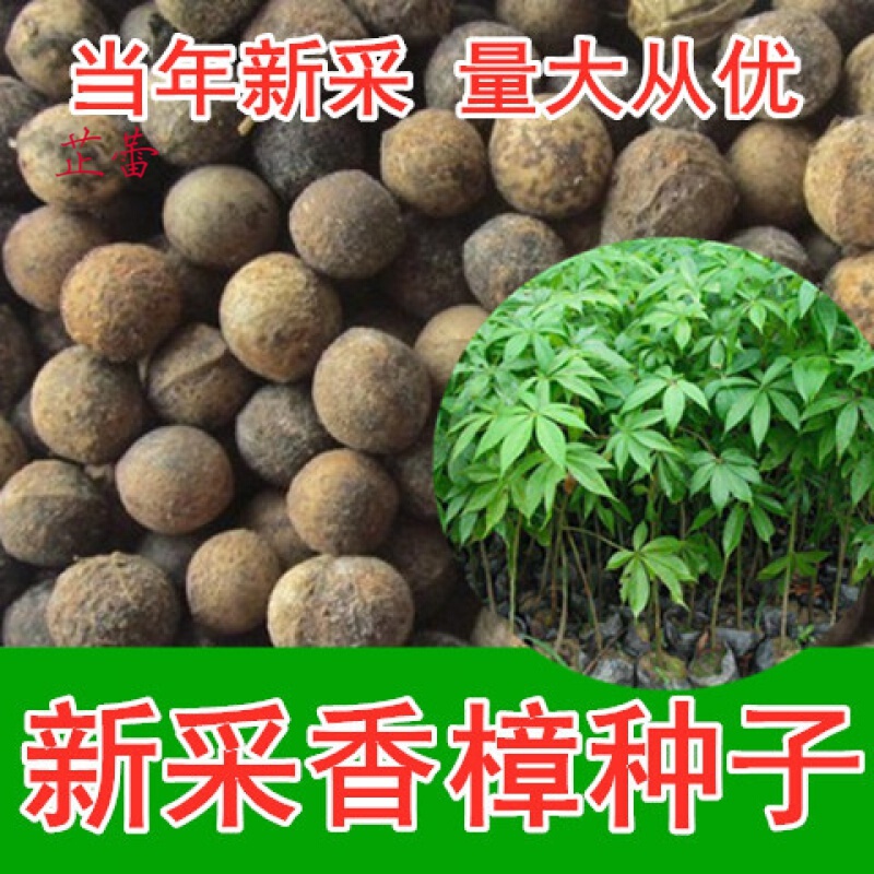 芷蕾新采香樟树种子香樟种子大叶小叶樟树种子道路绿化香樟树种籽 一级大叶香樟种子一斤