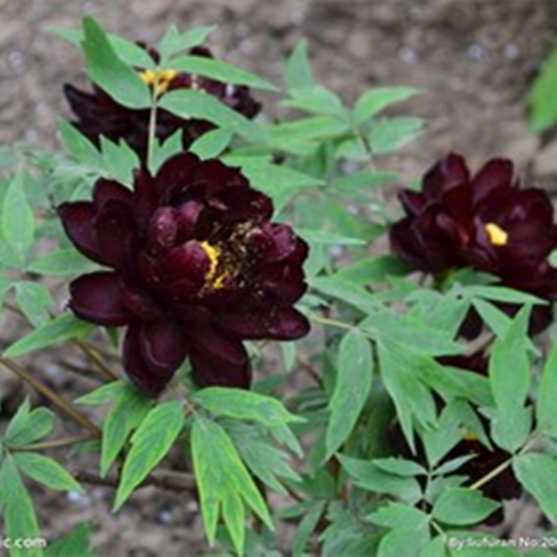观赏牡丹花苗盆栽庭院花卉洛阳牡丹树苗室内外阳台重瓣大花 22黑牡丹