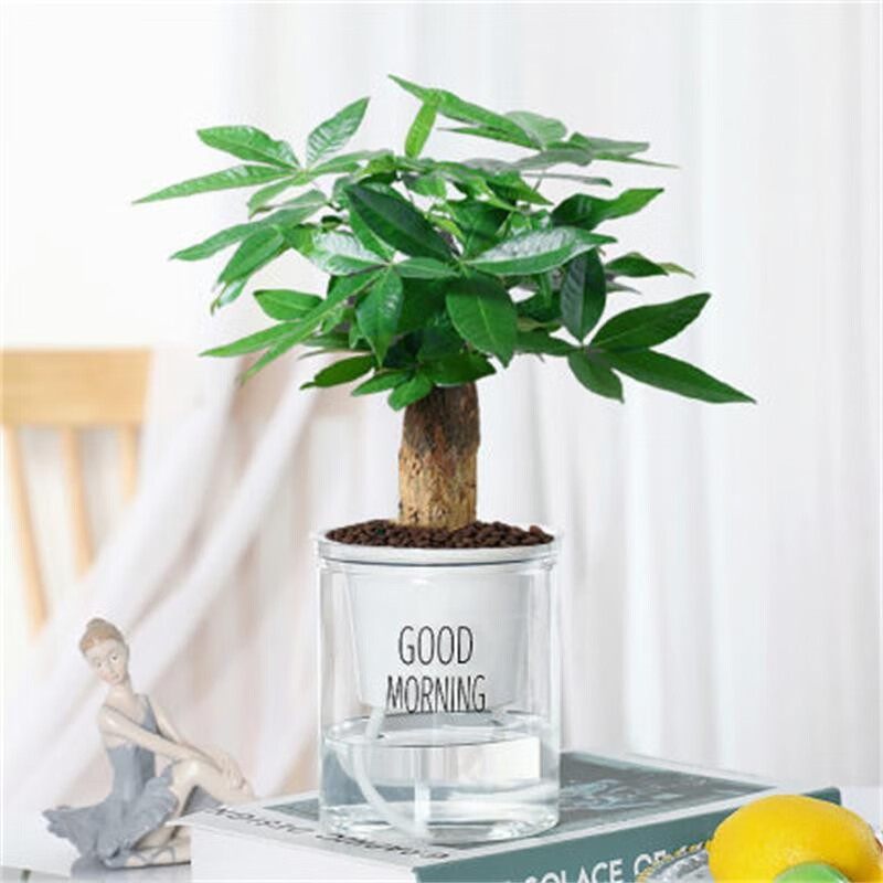发财树小盆栽花卉绿植物办公室内绿萝文竹水培发财树 单杆发财树(早安