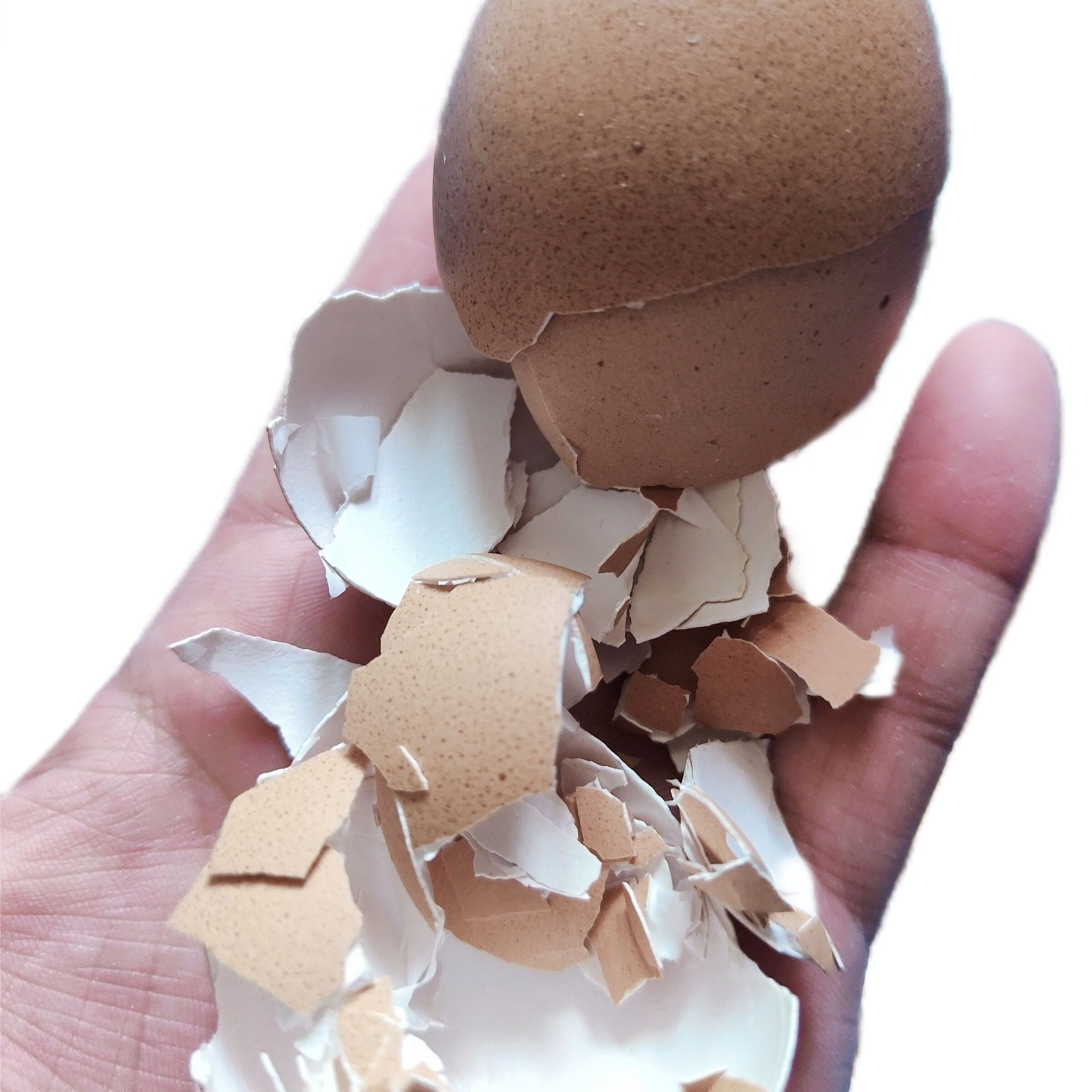 乐泡鸡蛋壳碎蛋壳食用健骨粉补钙瓜果绿植通用型颗粒有机肥料农用发酵