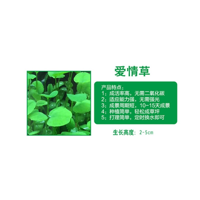 水草种子鱼缸造景装饰小对叶小牛毛鱼缸草坪种子造景套餐 5号爱情草