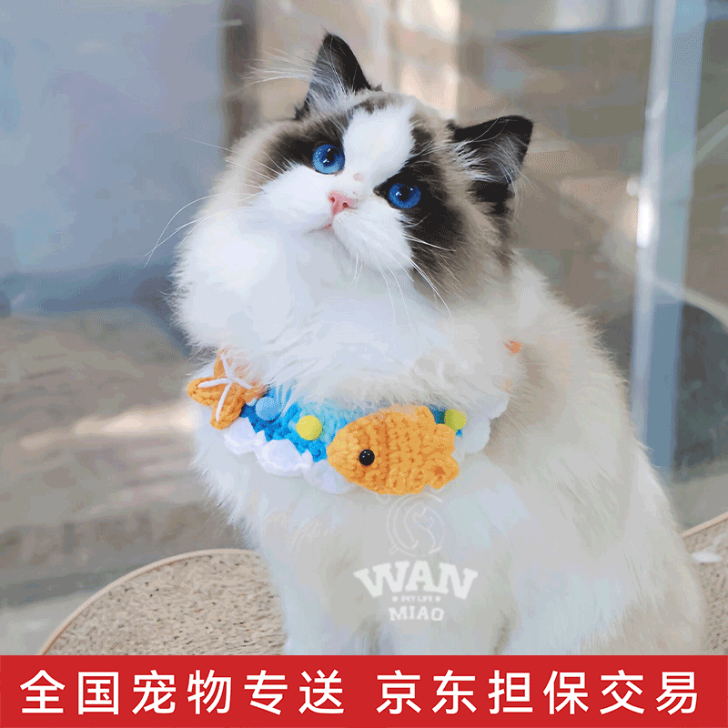 涴喵  纯种布偶猫幼猫活体宠物猫咪活体海双蓝双山猫布偶蓝眼睛长毛猫