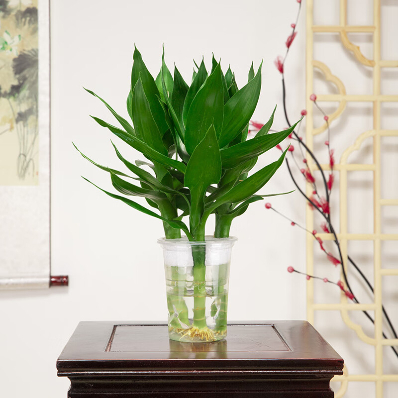 观音竹富贵竹水培植物客厅花卉绿植绿萝室内盆栽转运竹子水养好养 【1