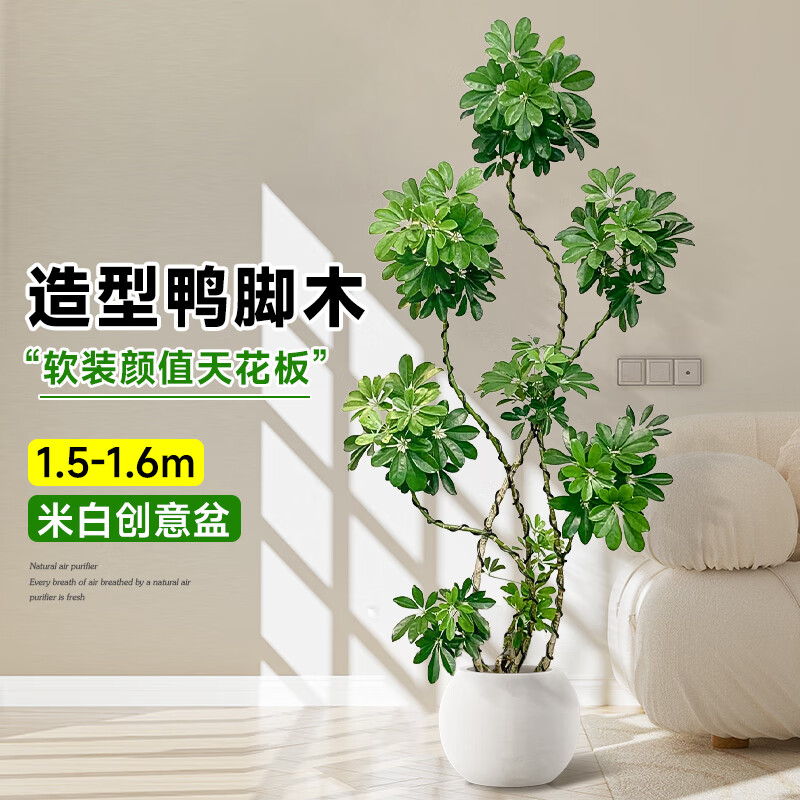 ���ڲ�������������Ѽ��ľ��ֲ���������Է����������������ڰ칫����ش���ֲ�� ����Ѽ��ľ1.5-1.6+�״���Բ����