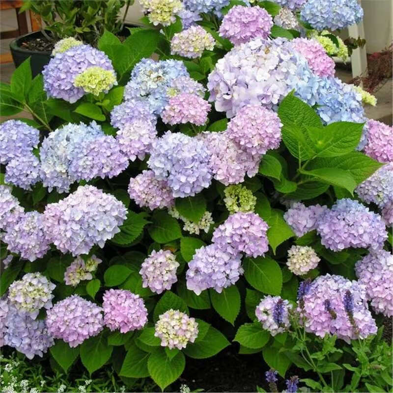 琼花玉叶养护耐寒季节开花大花绣球花苗魔幻乔木绣球无敌贝拉安娜有松