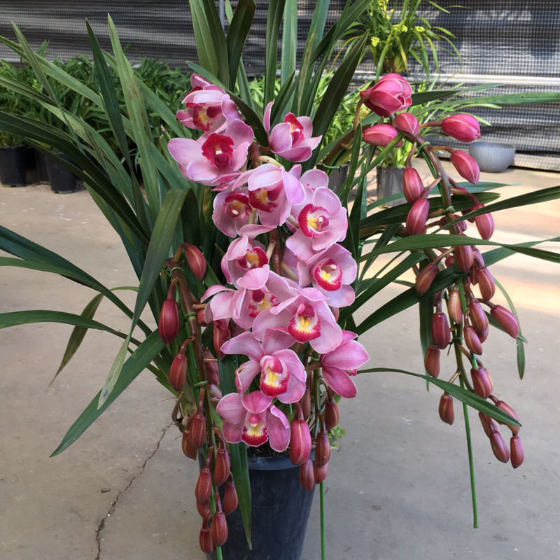 型兰花苗大花蕙兰墨兰建兰花卉盆栽绿植室内植物盆景兰花盆栽 福娘 2