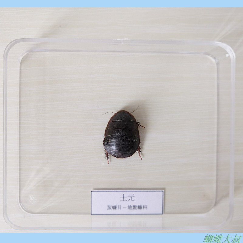 昆虫标本 蝴蝶标本 昆虫标本真虫 独立盒包装 学校幼儿园教学生物