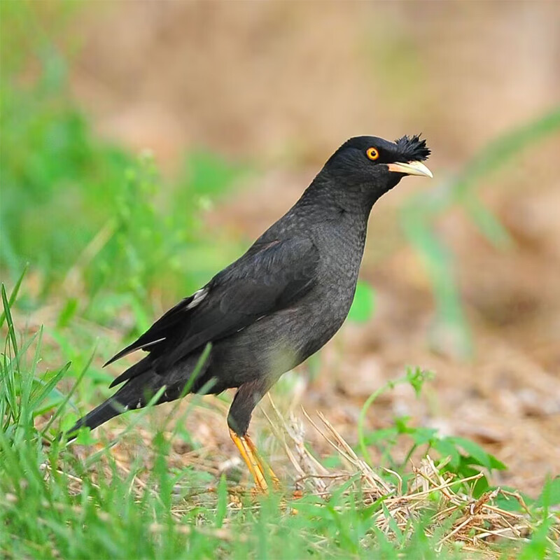 宠物观赏鸟会说话八哥鸟小鸟幼鸟鹩哥鸟活物异宠林八黑八聪明活宠 黑
