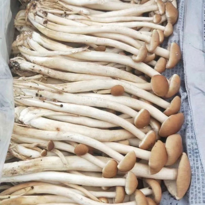 鹿唛新鲜食材古田新鲜茶树菇整箱装生鲜 3斤装