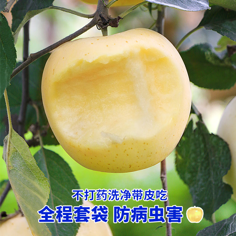 京橙美锦正宗山东黄金奶油富士苹果糖心特产栖霞水果新鲜当季现摘整箱 带箱9.5-10斤果王【10-15枚】