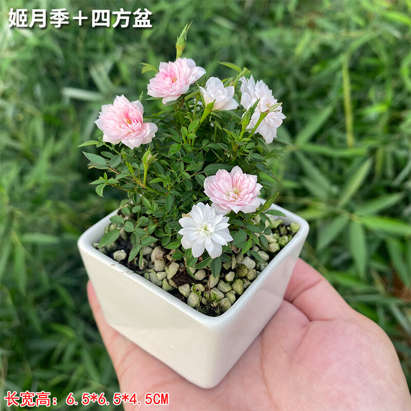 smvp姬月季姬乙女姬超微蔷薇迷你微盆景阳台桌面四季花开盆栽花卉