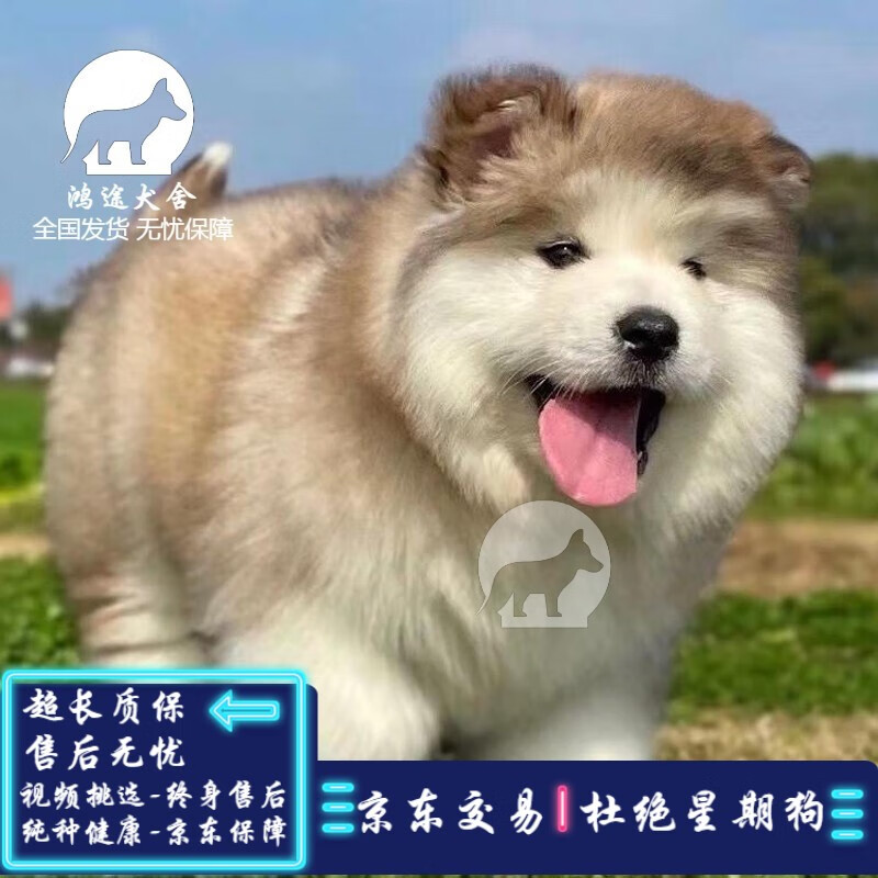 大型犬 相关京东优惠商品排行榜 2 价格图片品牌优惠券 虎窝购