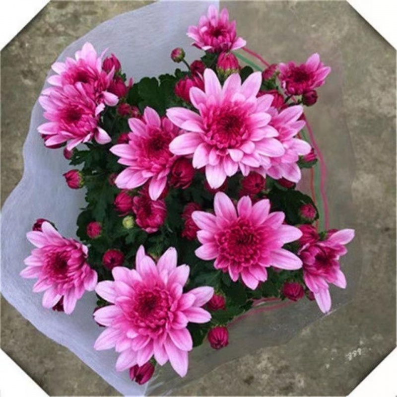 四季重瓣菊花全年开花荷兰菊花苗盆栽地栽庭院阳台植物 粉色(带花苞)