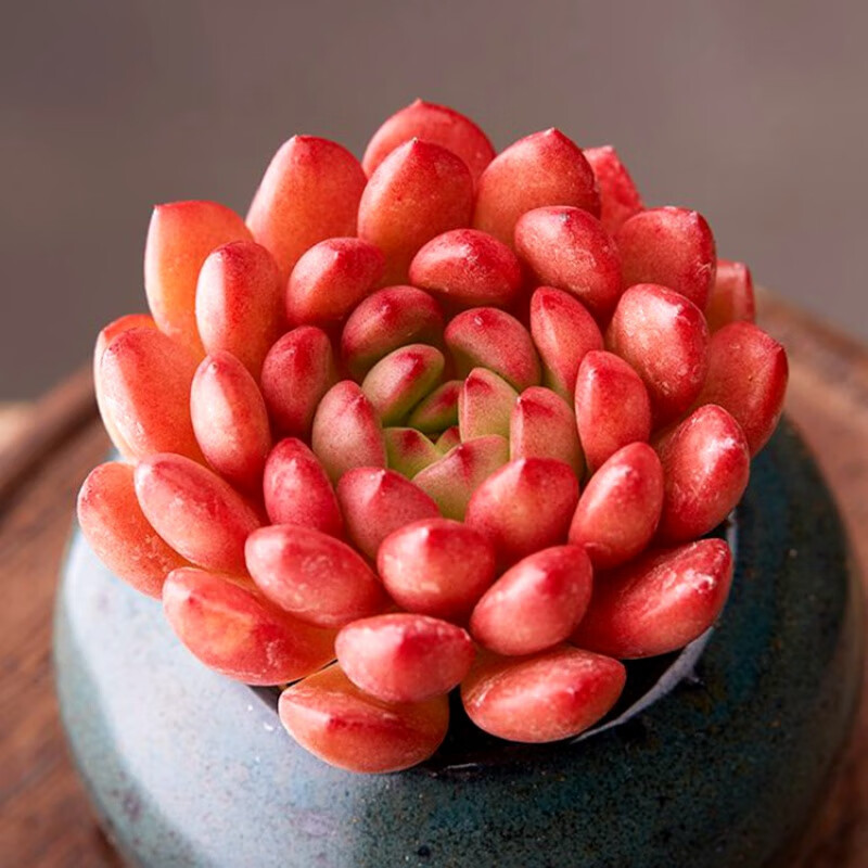 多肉植物盆栽新手套餐肉肉红宝石桃蛋办公室内花卉绿植盆栽 红宝石5