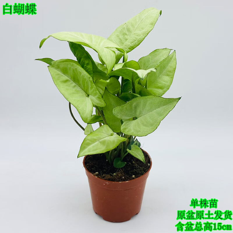 白蝴蝶合果芋盆栽室内办公桌面网红彩色植物吸甲醛净化空气绿植花 白