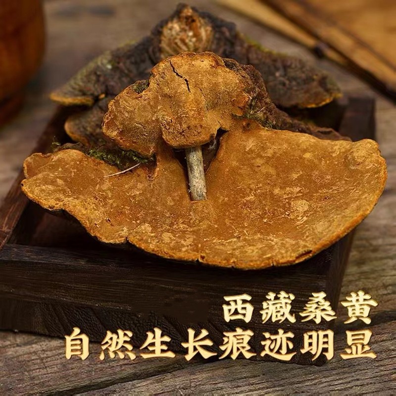 煜树桑黄灵芝整枝正宗西藏桑黄桑黄菌茶可切片打粉泡茶  桑黄灵芝100g