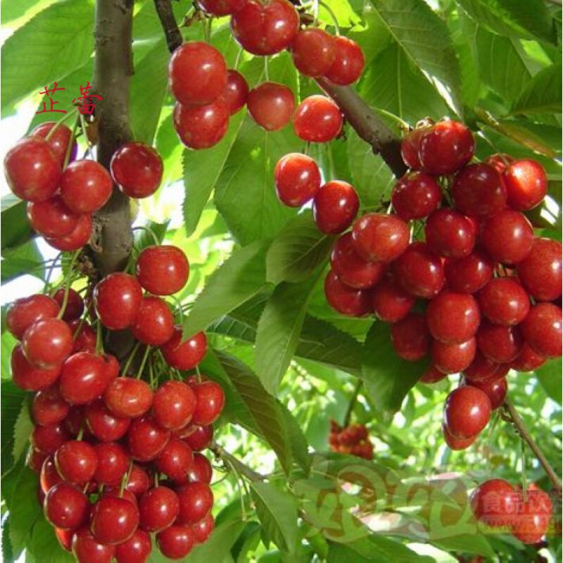 樱桃树种子 车厘子 大青叶樱桃  四季播果树毛山山樱桃种籽 车厘子