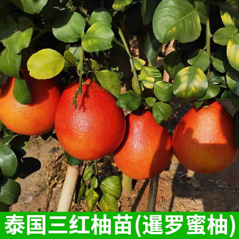 果树苗新品种泰国暹罗三红蜜柚苗红心柚子树苗 2棵泰国红宝石 2棵泰国