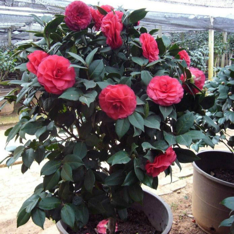 茶花苗山茶花树苗盆栽四季开花绿植物花卉观花庭院阳台 a绝代佳人 3年