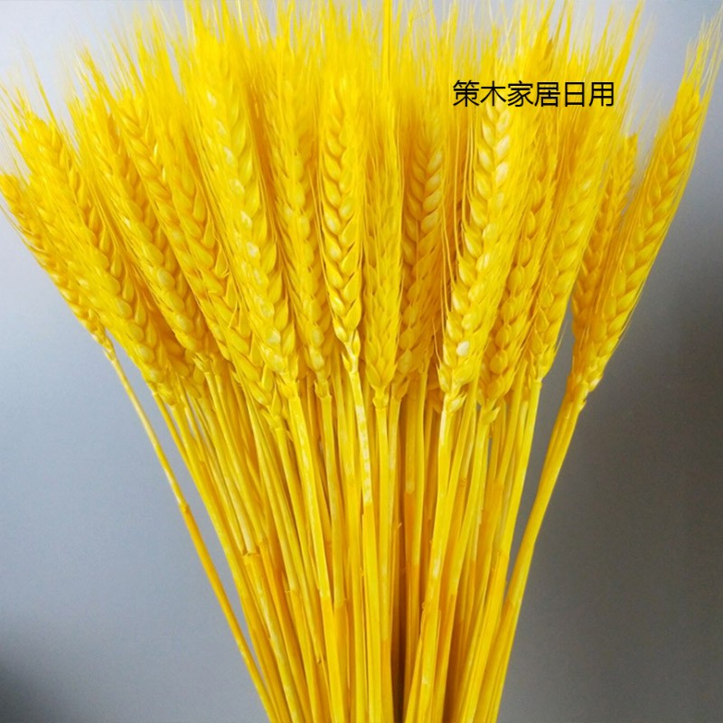 czsae天然麦穗干花花束开业大麦客厅田园装饰摆件插花小麦拍摄道具