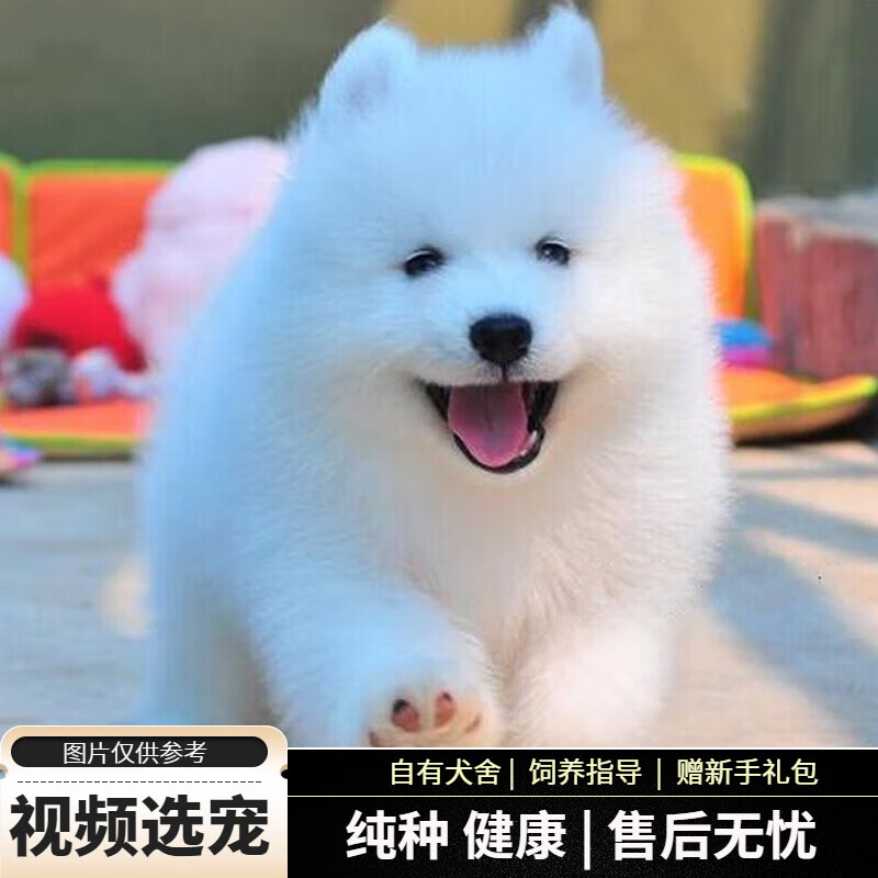 宠六福纯种萨摩耶幼犬宠物狗狗活体小狗活物幼崽 宠物级 公