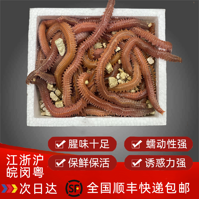 渔汛 活沙蚕 红青虫鲈鱼饵 海蚂蝗海蜈蚣海钓鱼饵料海沙蚕活饵新鲜活