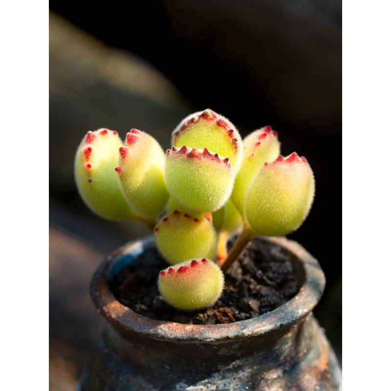 多肉植物历史价格查询软件哪个好用|多肉植物价格比较