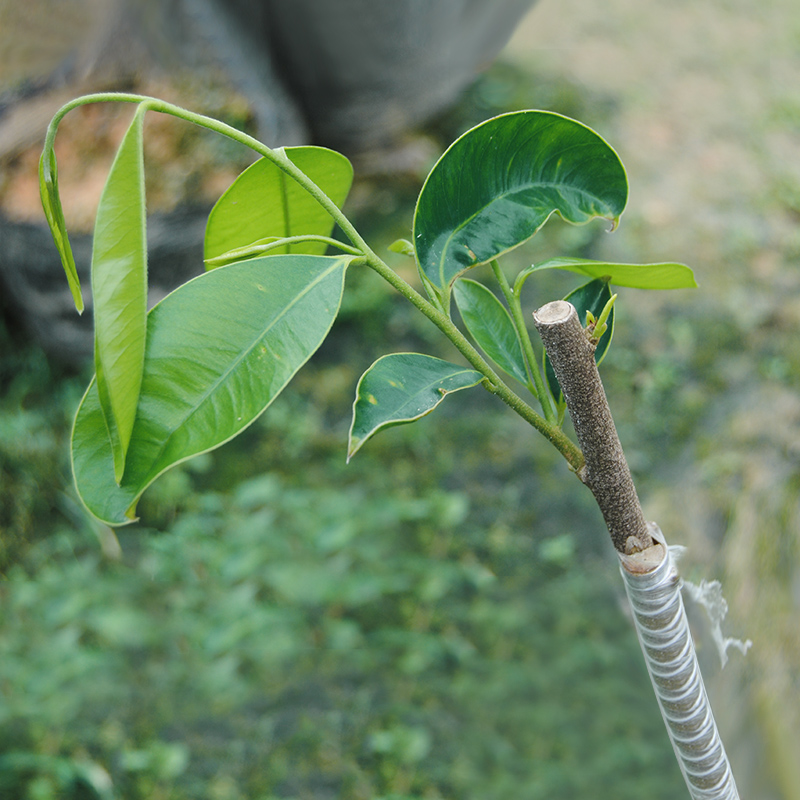 绿奇楠沉香树苗名贵奇南嫁接苗浓香型棋楠一代苗四大绿化红木 20cm(含