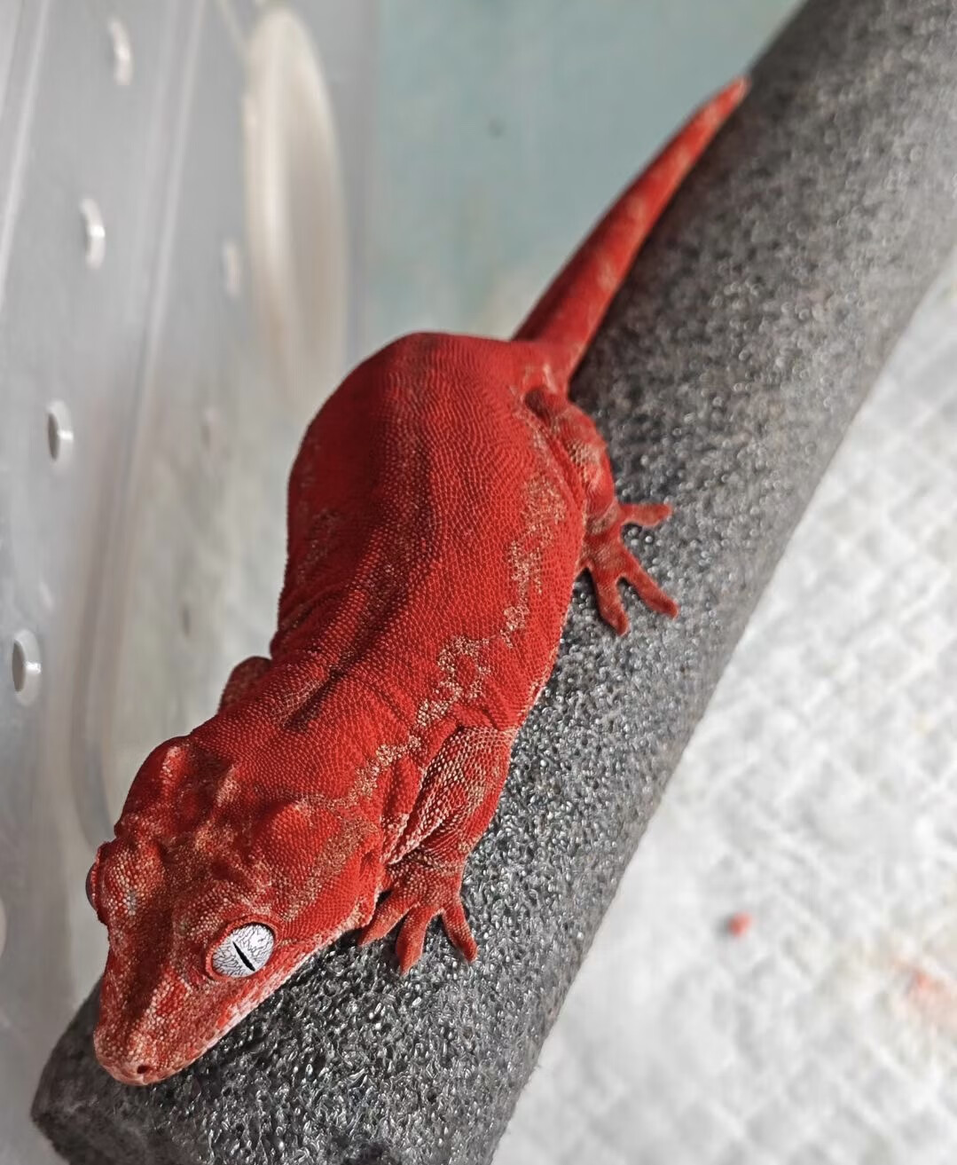 无毒不咬人活物爬盖勾亚睫角魔物活体巨人守宫r属成体苗子吃果泥 盖勾