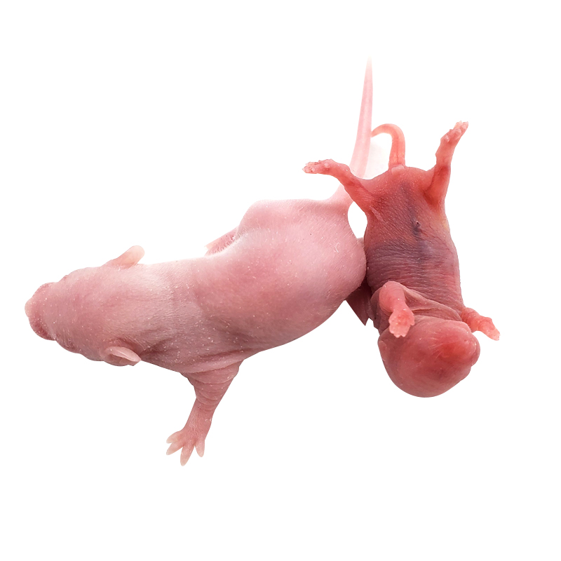 活体小白鼠乳鼠开口料红皮无菌爬宠猪鼻玉米粮饲料猫粮 5只粉皮2.
