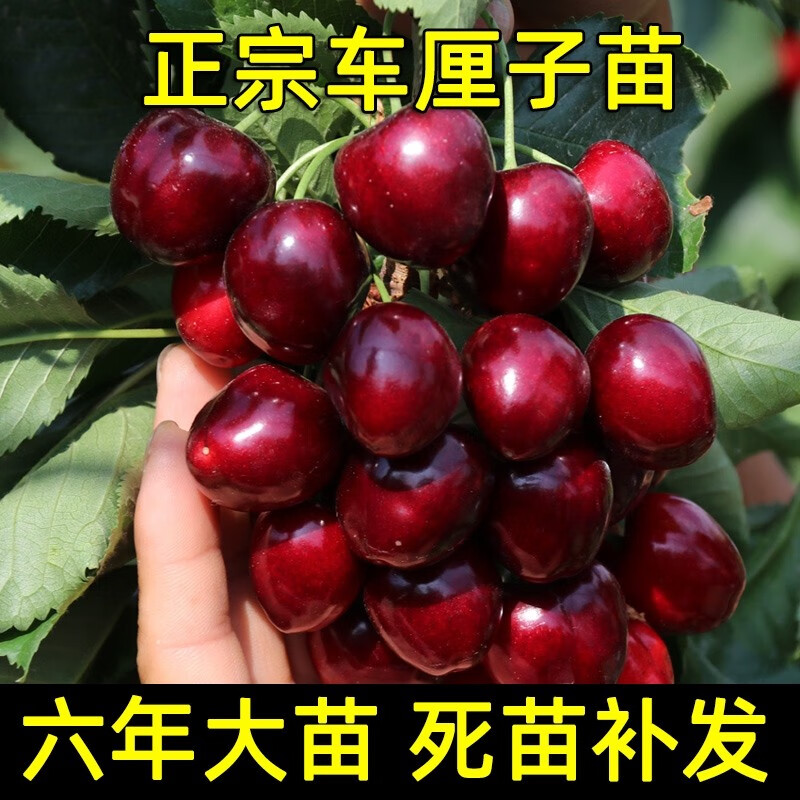 如何查看京东苗木历史价格|苗木价格比较