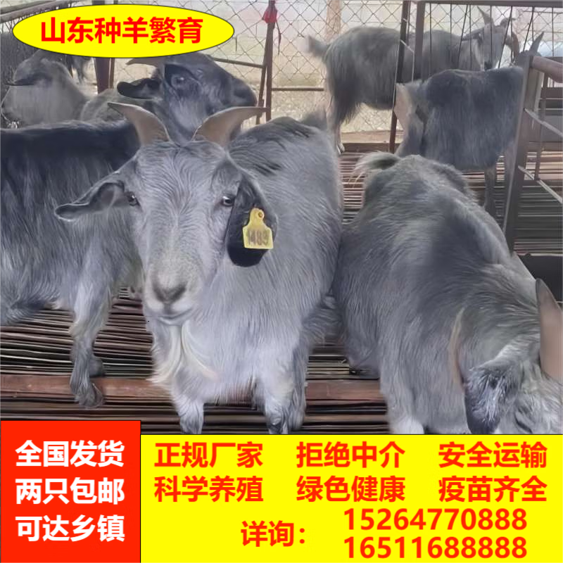 高产青山羊活体羊小羊热卖羔羊崽活羊大母羊狗羊纯种鲁西南青羊 5个月