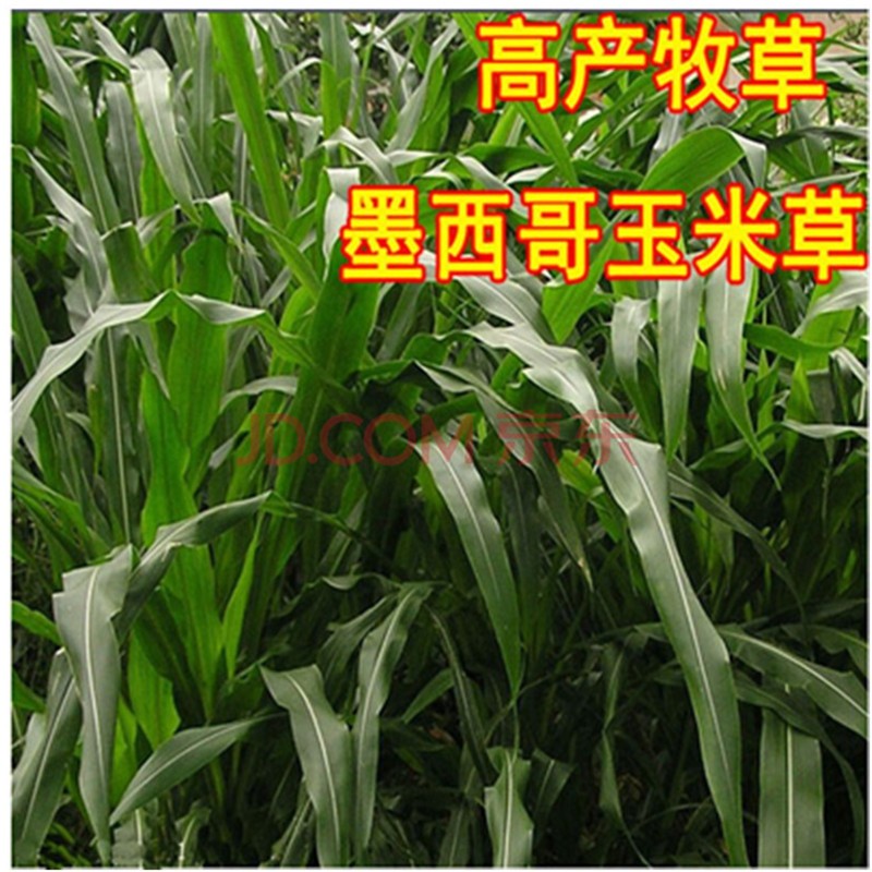 绿中城 供应牧草种籽墨西哥玉米种子 大刍草养羊鸡鱼高产青储宽叶畜牧