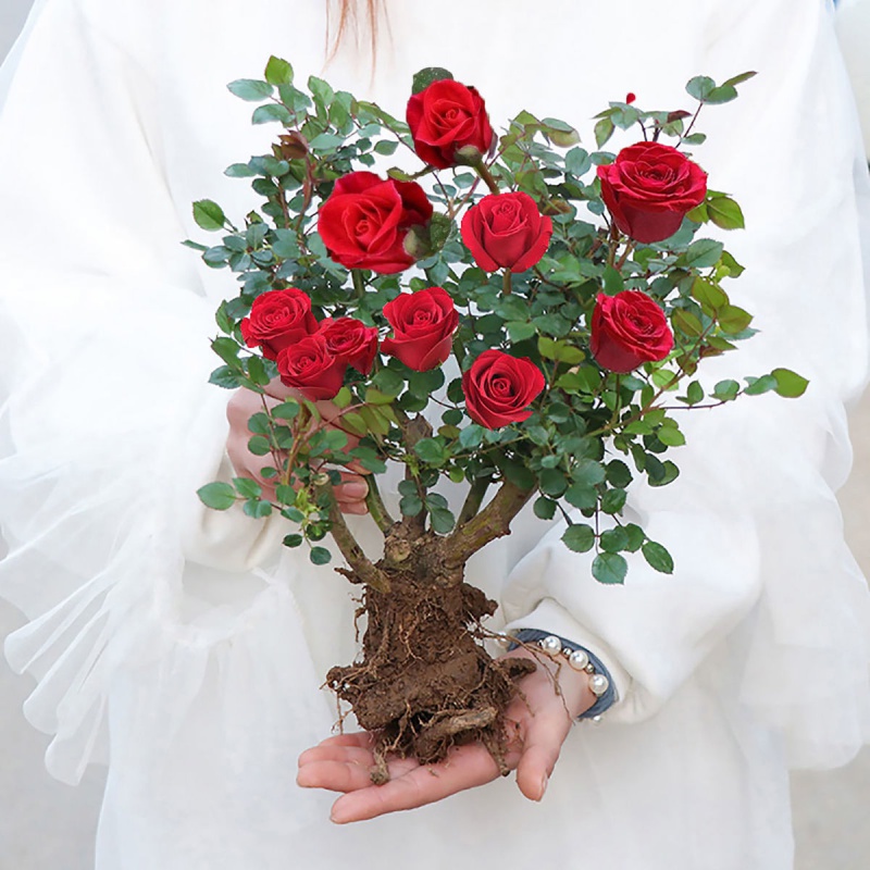 季开花盆栽浓香嫁接易活绿植花卉室内大花好养耐寒大全 s1【红玫瑰】