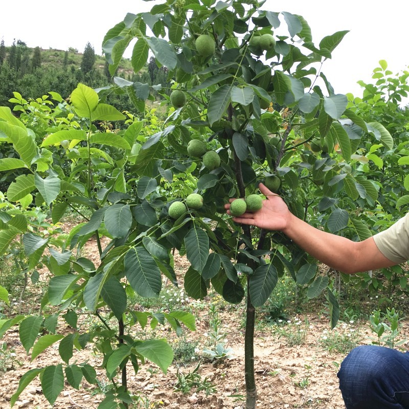 核桃苗当年结果南方北方庭院四季种植果树苗5年苗 8518核桃 2年苗2棵